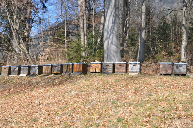 Datei:Bienenstoecke im wald.JPG
