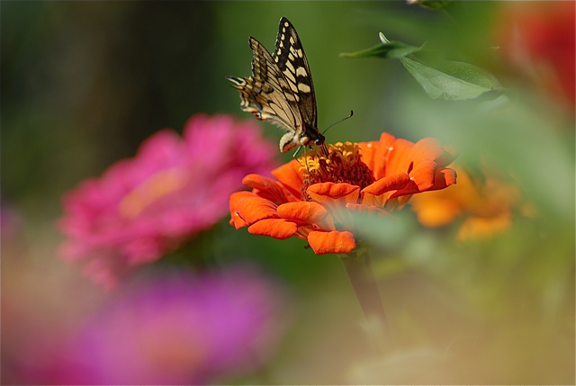 Datei:Papilio machaon (Tagfalter - Diurna) - Schwalbenschwanz DSC 0333.jpg