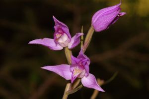 Purpur-Waldvöglein, eine Orchidee