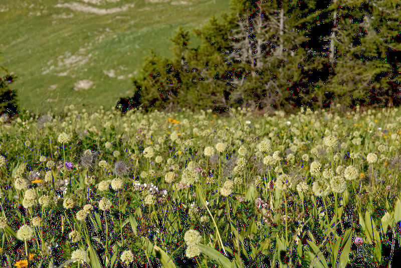 Datei:DSC 4550.JPG Bergwiese am Gerach mit Allium victoriales (Alliaceae - Lauchgewächse) - Allermannsharnisch.jpg