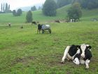 Landwirtschaft im Walgau