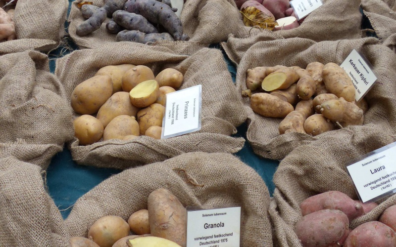 Datei:Kartoffelvielfalt2-001.jpg